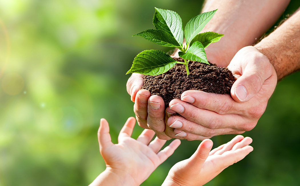 child's hands receiving plant