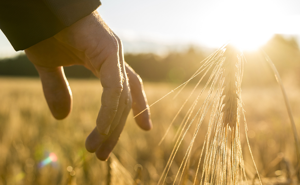 hand in field of wheat